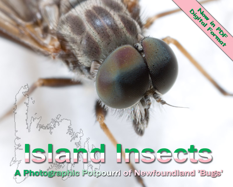 Island Insects: a photographic potpourri of Newfoundland bugs - Digital Edition