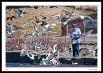 Feeding at Quidi Vidi Lake