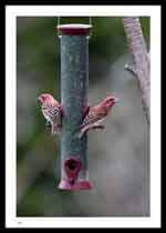 Purple Finches