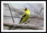 American Goldfinch