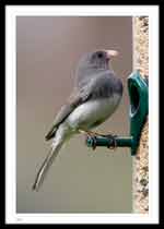 Junco