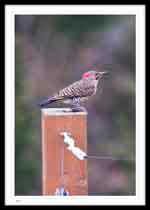 Northern Flicker