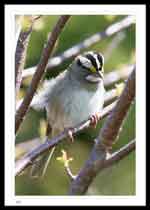 White Throated Sparrow