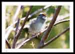 White Throated Sparrow