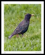 European Starling