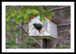 Starling nesting in bird house
