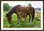 "Duchess" and her new foal, less than 12 hours old.