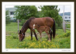 "Duchess" and her new foal, less than 12 hours old.