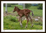 Newborn foal, less than 12 hours old.