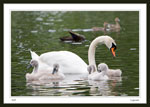 Swan and 2 of its cygnets