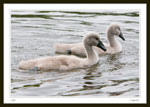 Two cygnets