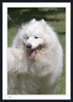 Samoyed