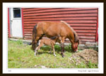 Pony Foal, 20 Hours Old