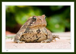 Female American Toad,  Bufo americanus.