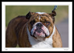 "George" the bulldog