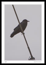 Crow on a wire