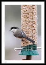 Black-capped Chickadee