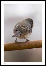 Gray-headed form of the dark-eyed junco