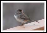 Gray-headed form of the dark-eyed junco