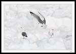 Gulls on the sea ice off Pouch Cove