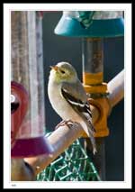 American Goldfinch, Carduelis tristis 