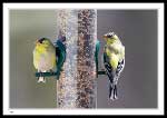 American Goldfinch, Carduelis tristis 