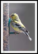 American Goldfinch, Carduelis tristis 