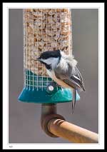 Chickadee 