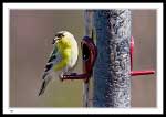 American Goldfinch, Carduelis tristis 