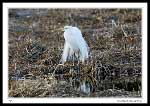 Great Egret at Long Pond in St. John's.  Photographed from inside the bird blind.  The camera was at 47.576508N -52.737288W (WGS84).   The egret was about 70 meters NNW.