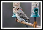 Northern Flicker