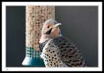 Northern Flicker