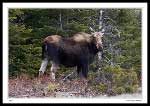 Moose behind Wal*Mart in Clarenville