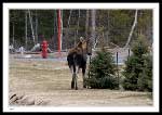 Moose behind Wal*Mart in Clarenville