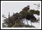 Osprey - Clarenville, Newfoundland