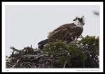 Osprey - Clarenville, Newfoundland