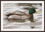 Mallard  2006-01-01