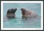 Seals at Marine Lab 2006-01-07