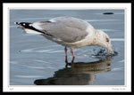 Thirsty Bird