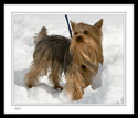 4618 - Yorkshire Terrier