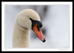 A cob (male) swan at Bowring Park