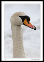 A pen (female) swan at Bowring park.