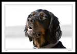 6118 - "Gordie", a Gordon Setter