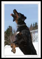 6130 - Gordie jumping for a treat.