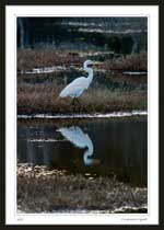 7259 - Common Egret