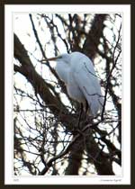 7330 - Common Egret in tree