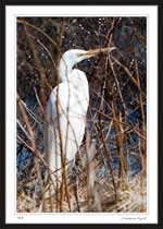 7352 - Common Egret