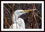 Crop From Image No. 7352 - Common Egret