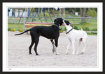 Great Danes - Male Adult and Female Puppy