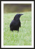 Crow in our front yard